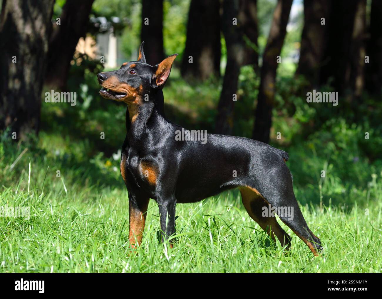 Belle Pinscher allemande avec queue et oreilles coupées debout sur fond vert Banque D'Images