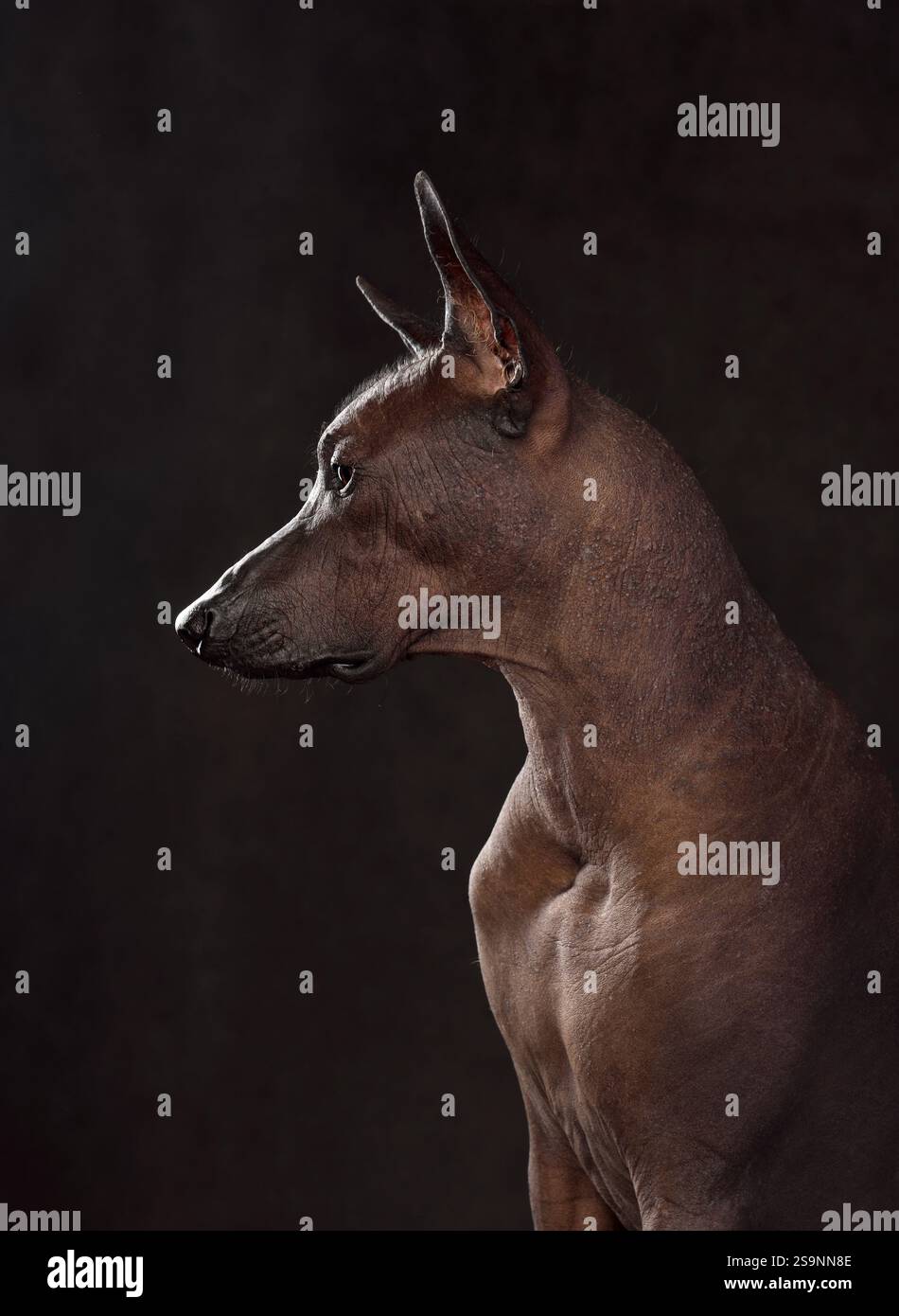 Portrait de taille standart Xoloitzcuintli ou chien sans poils mexicain sur fond noir Banque D'Images