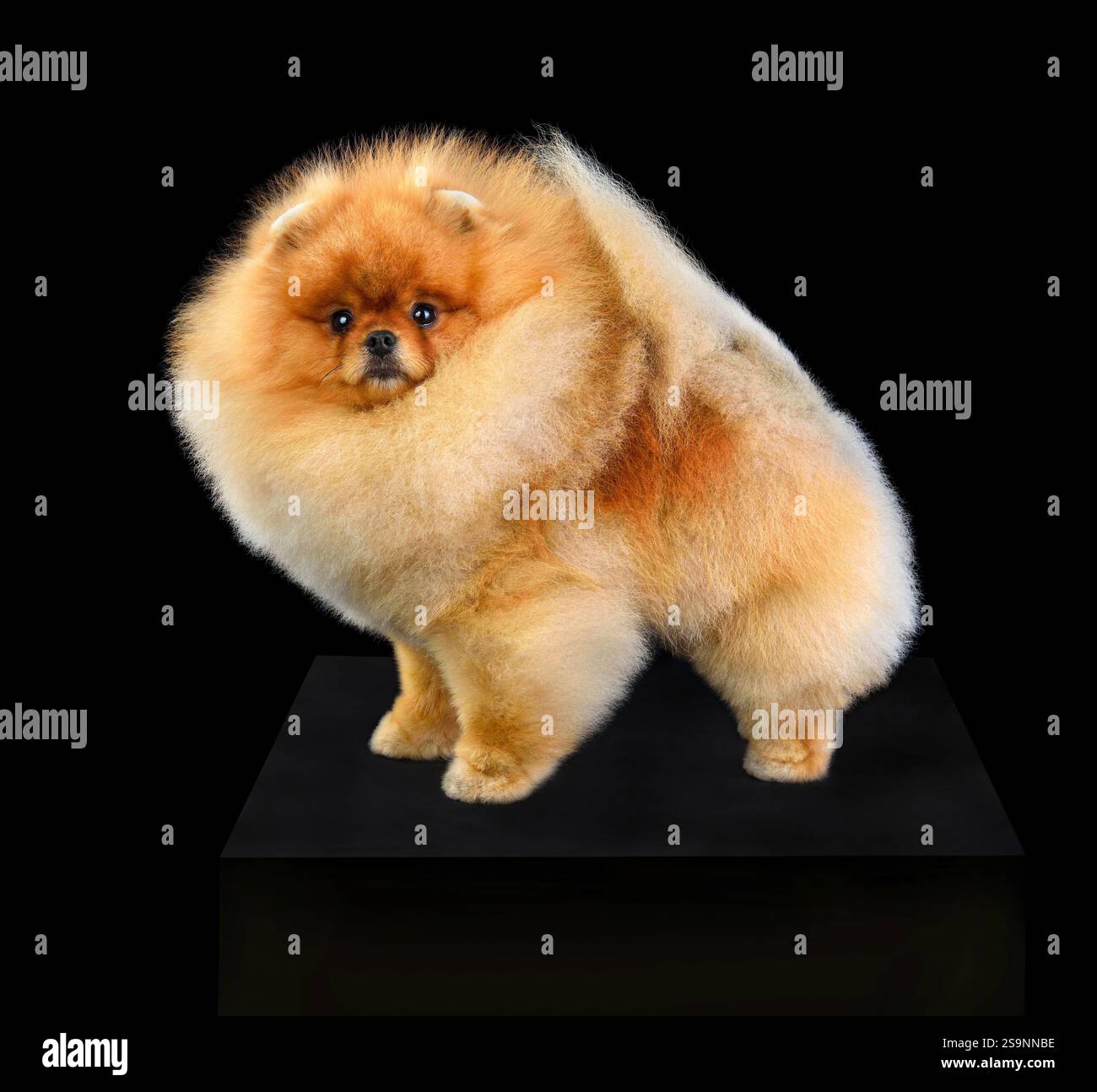 Plan studio d'un chiot rouge Spitz Poméranien isolé sur fond noir Banque D'Images