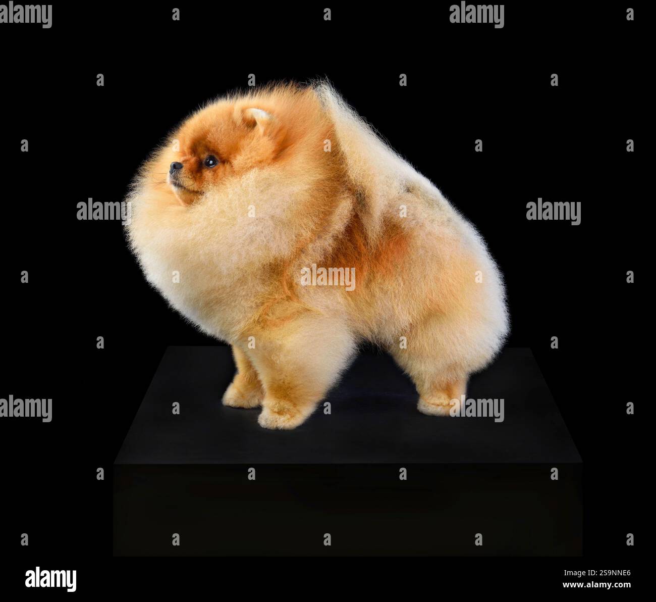 Beau chiot rouge Spitz Pomeranian debout sur un fond noir Banque D'Images