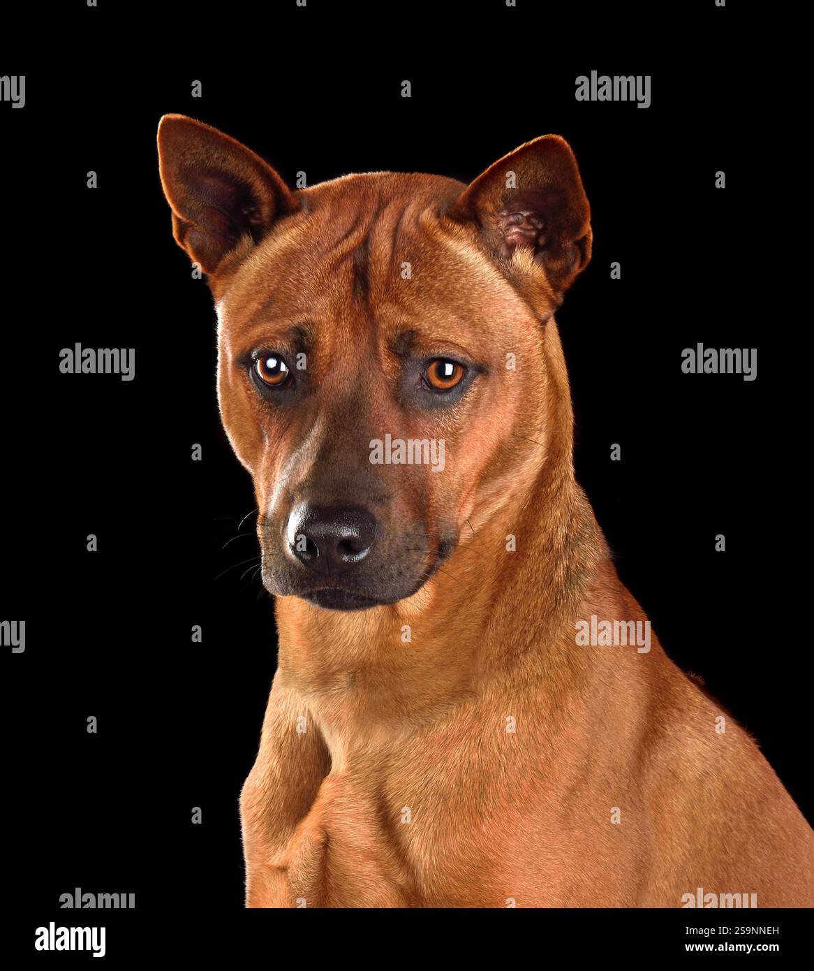 Portrait studio d'un chien rouge Thai Ridgeback assis sur un fond noir Banque D'Images
