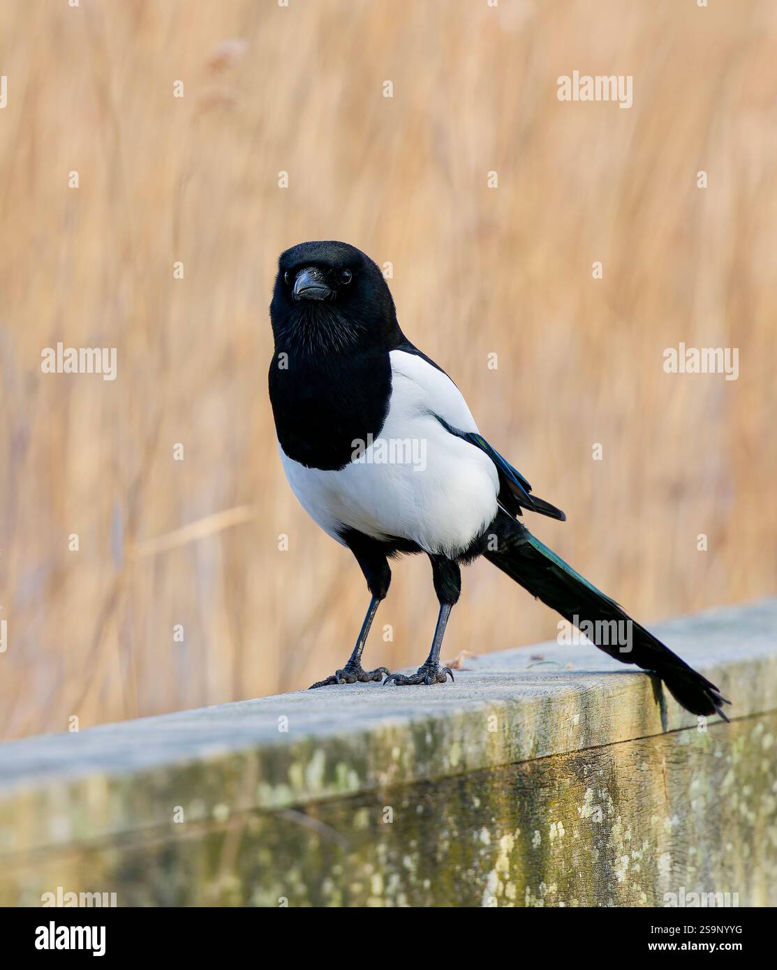 Une Magpie, (Pica pica), également connue sous le nom de Magpie eurasienne, perchée sur une vieille clôture Banque D'Images