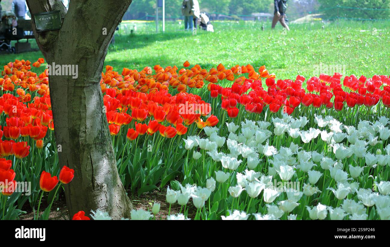 Tulipes (rouge, orange, blanc) fleurissant dans la chaude journée de printemps ensoleillée dans Showa Kinen Park, Tokyo Banque D'Images