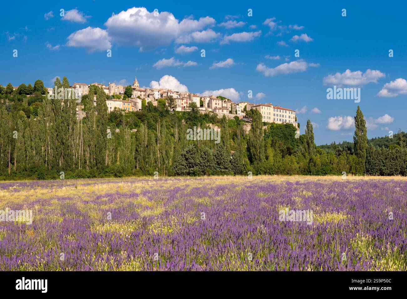 Village provençal perché de Sault avec champs de lavande. L'été dans le Vaucluse. Plateau d'Albion, France Banque D'Images