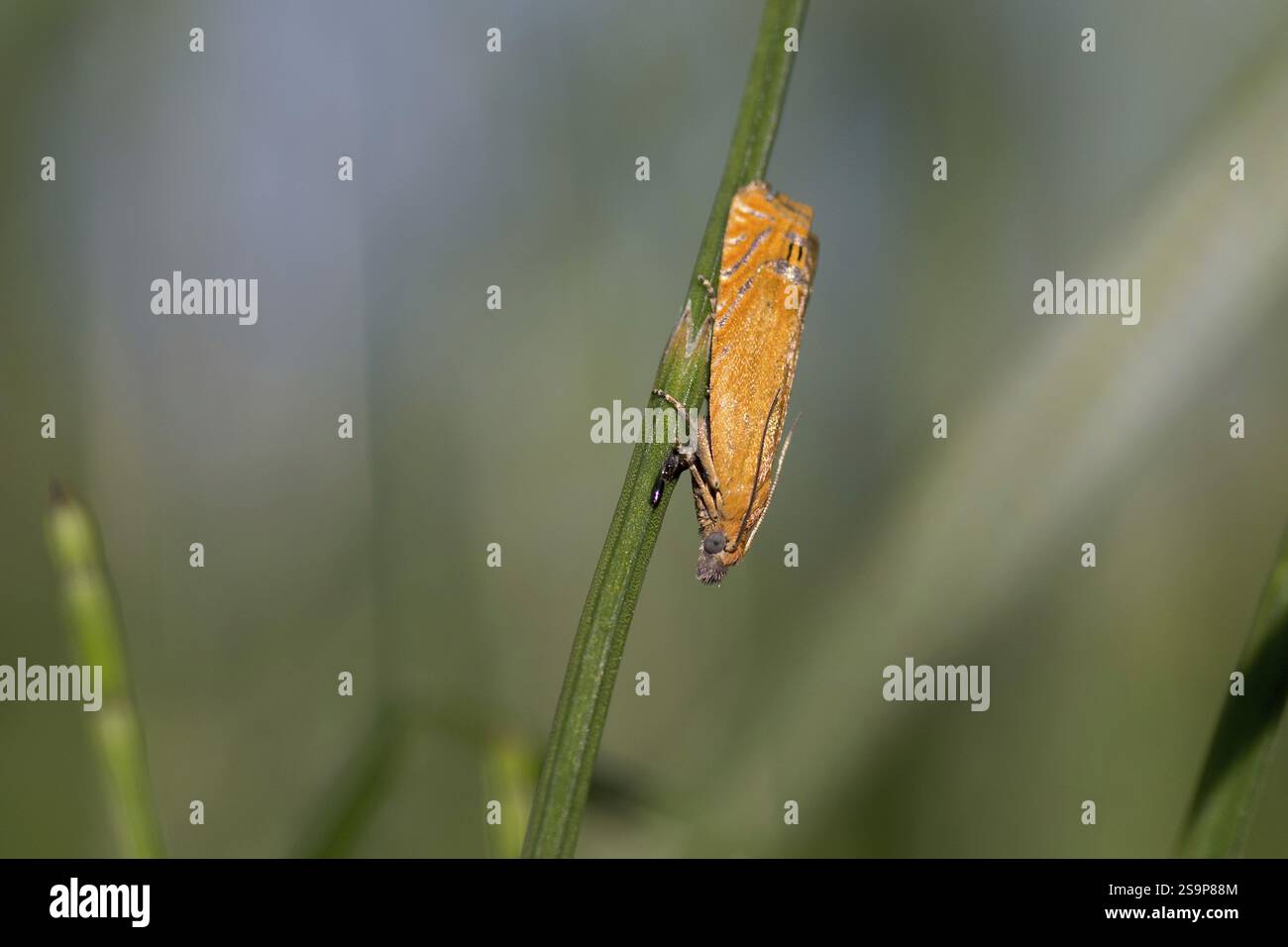 Lathronympha strigana, papillon de nuit, insecte, brin d'herbe, Un papillon de nuit avec des ailes brun rougeâtre clair Banque D'Images