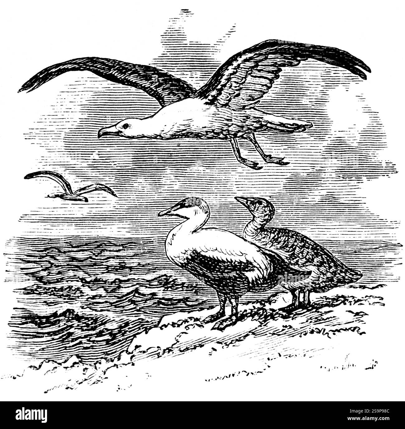 Espèce d'oiseau indigène de la côte norvégienne, le goéland à tête noire (Larus marinus) et l'oie ou canard eider (Somateria mollissima), biolog Banque D'Images