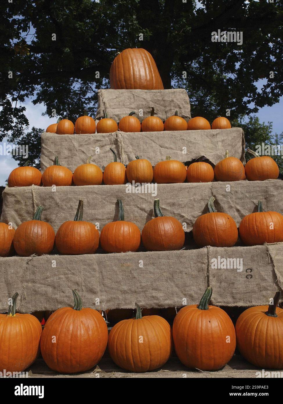 Citrouilles en forme de pyramide empilées sur des caisses en bois, atmosphère d'automne en extérieur, borken, muensterland, allemagne Banque D'Images