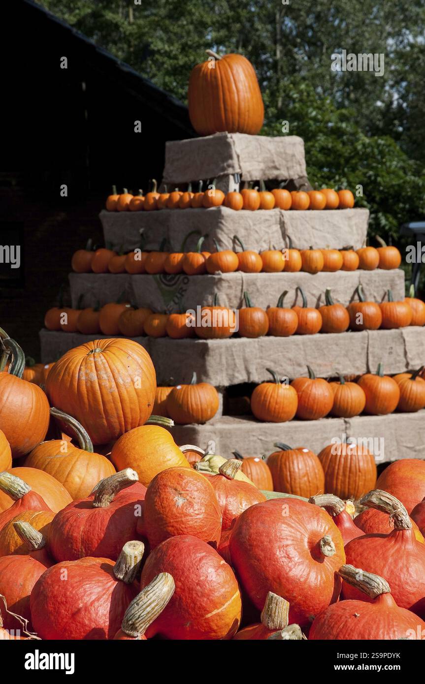 Une pyramide de citrouilles empilées sur un fond vert, weseke, muensterland, allemagne Banque D'Images