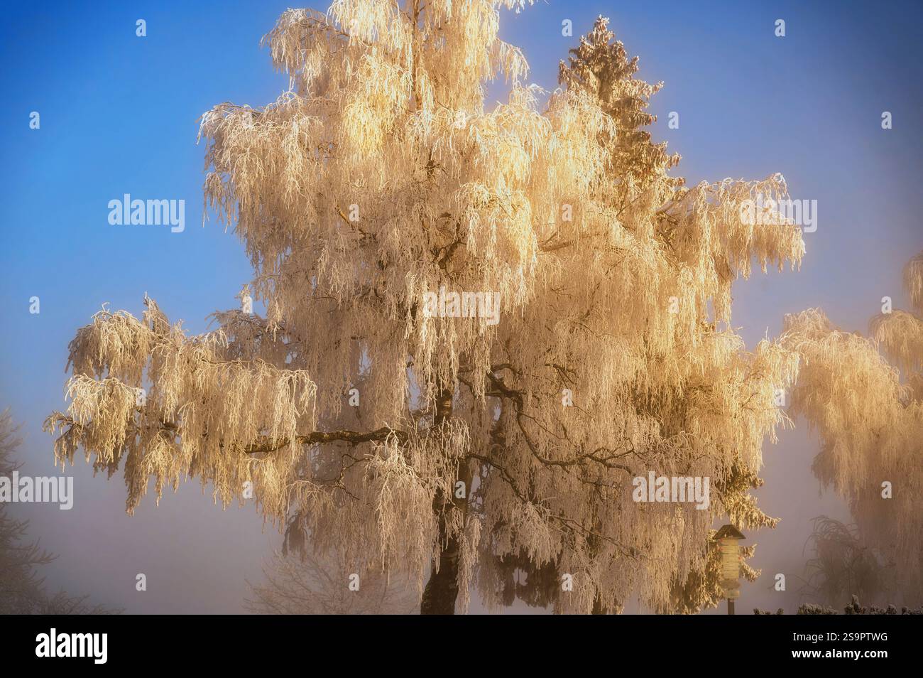 Hoarfrost sur l'arbre de bouleau dans la journée froide d'hiver avec un bel éclairage ensoleillé. Banque D'Images