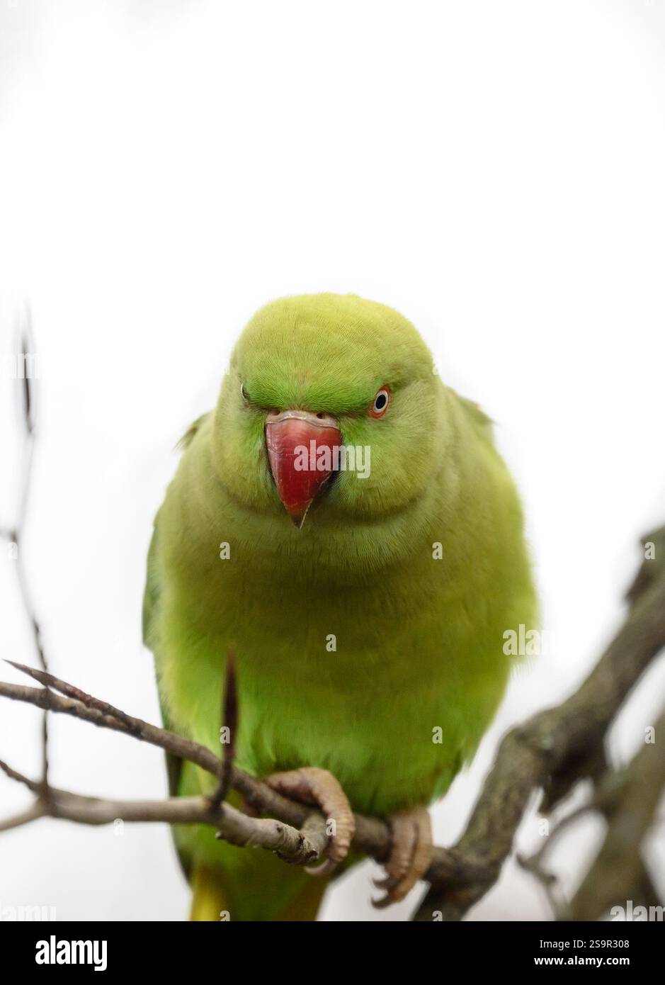 Perruche à col rond / perruche à anneaux de rose indienne (Psittacula krameri manillensis) dans St James's Park, Londres Banque D'Images