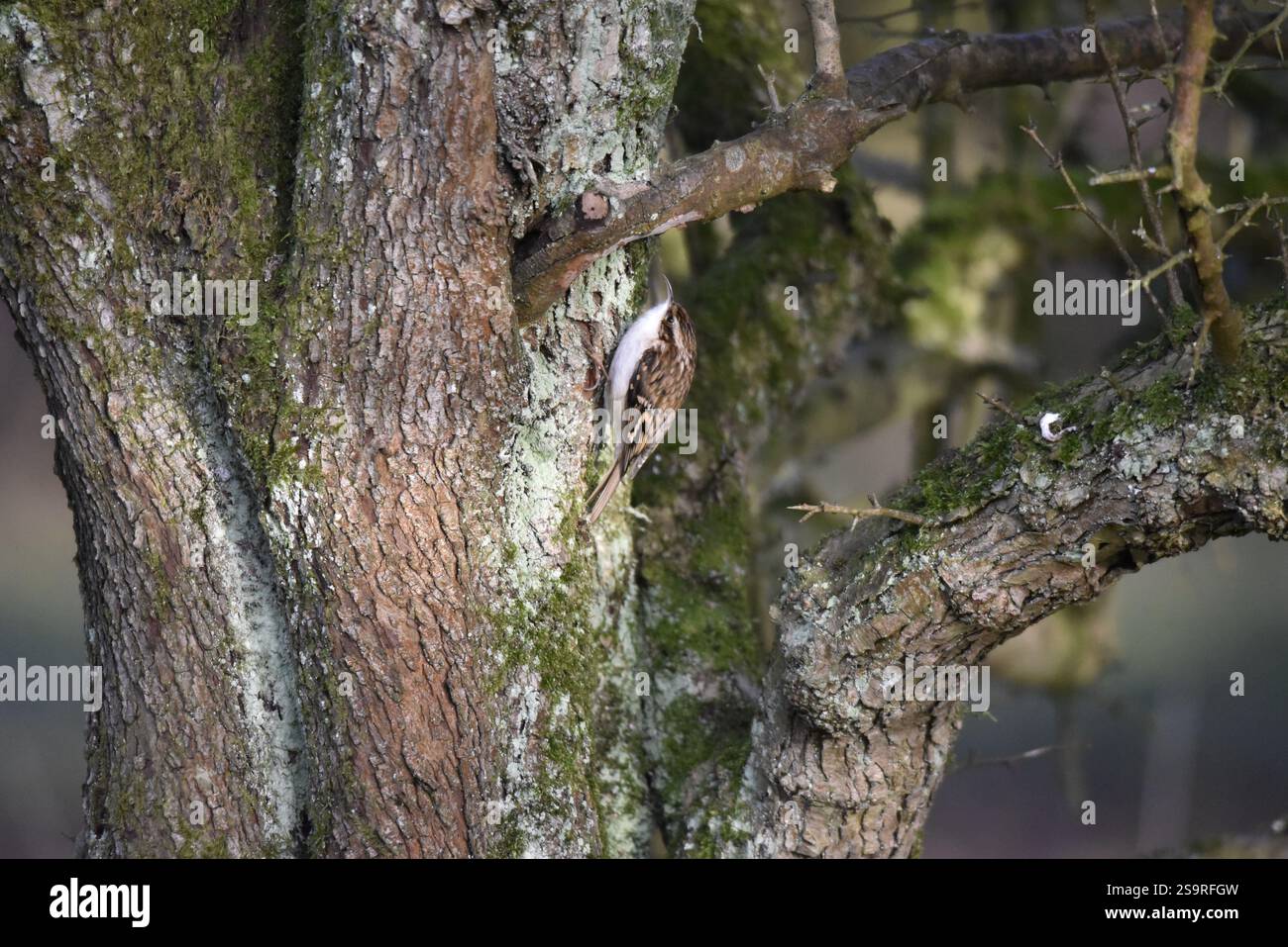 Eurasian Treecreeper (Certhia Familiaris) courir jusqu'à un tronc d'arbre dans Left-Profile sur Cannock Chase Forest, Royaume-Uni prise en janvier Banque D'Images