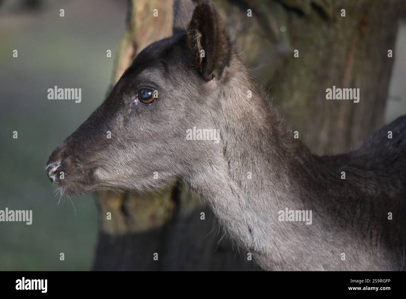 Frame-fill close-up Portrait of a Jallow Deer Fawn (Dama dama) in Left-Profile pris en Low Winter Sun sur Cannock Chase, Staffordshire, Royaume-Uni, janvier Banque D'Images