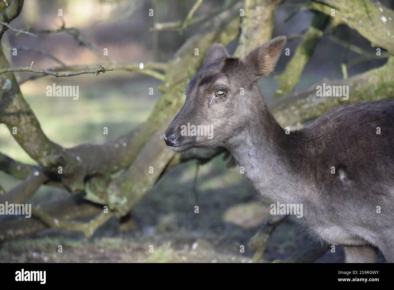 Portrait de la tête et du cou à droite-premier plan, profil à gauche d'un faon de cerf en jachère (Dama dama), pris en basse lumière d'hiver dans une forêt au Royaume-Uni en janvier Banque D'Images