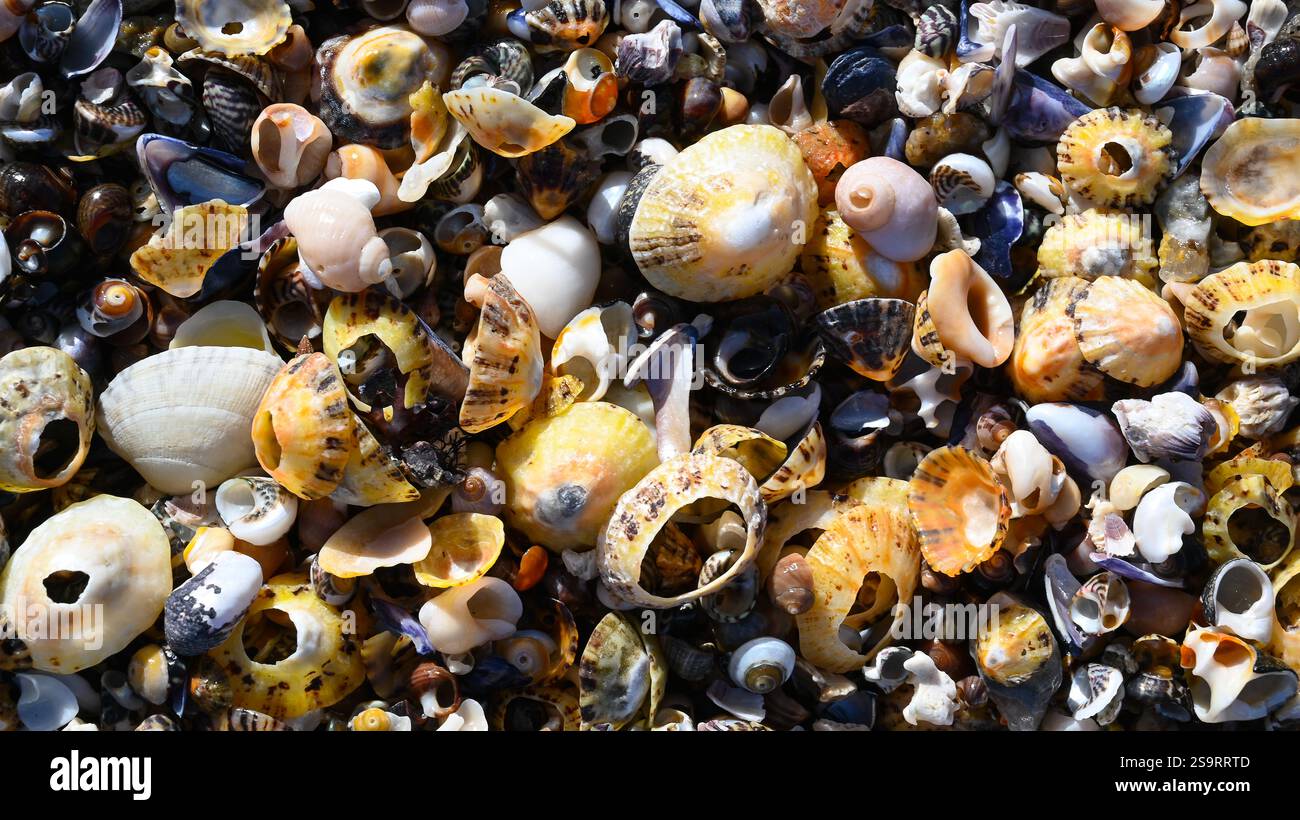 Coquillages et moules comme un fond coloré sur la plage de l'atlantique et l'océan. Banque D'Images