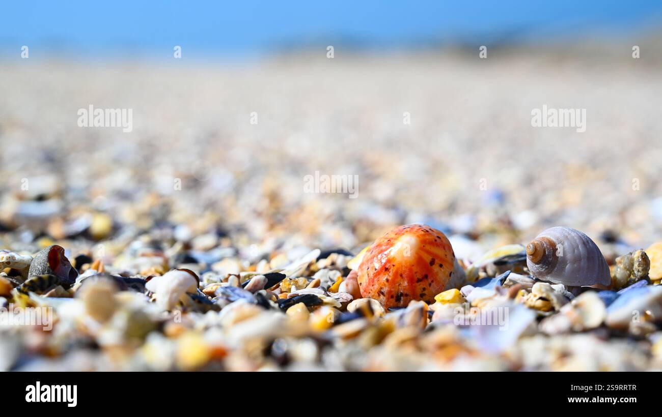 Coquillages et moules comme un fond coloré sur la plage de l'atlantique et l'océan. Banque D'Images