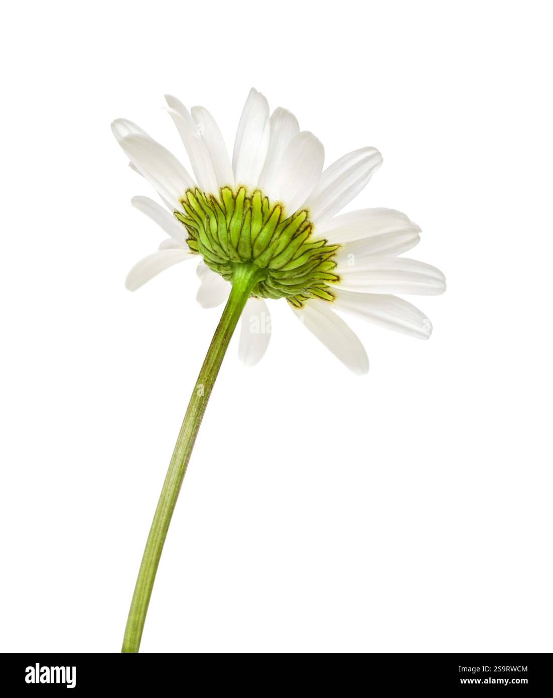 Dos d'une Marguerite blanche découpe isolée sur blanc Banque D'Images