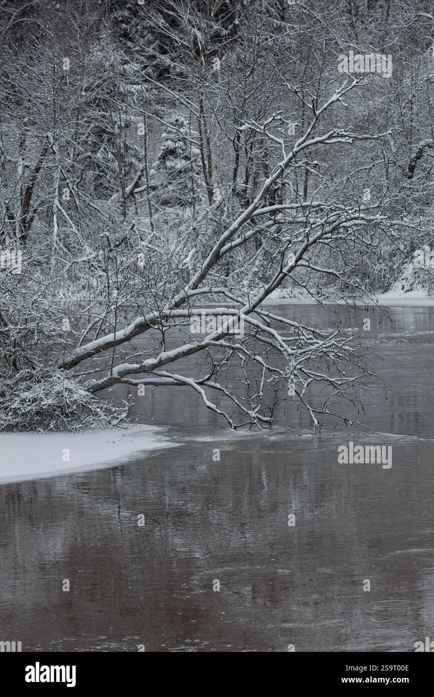 Arbres couverts de neige sur la rive de la rivière Vantaajoki en hiver, Vantaa, Finlande. Banque D'Images