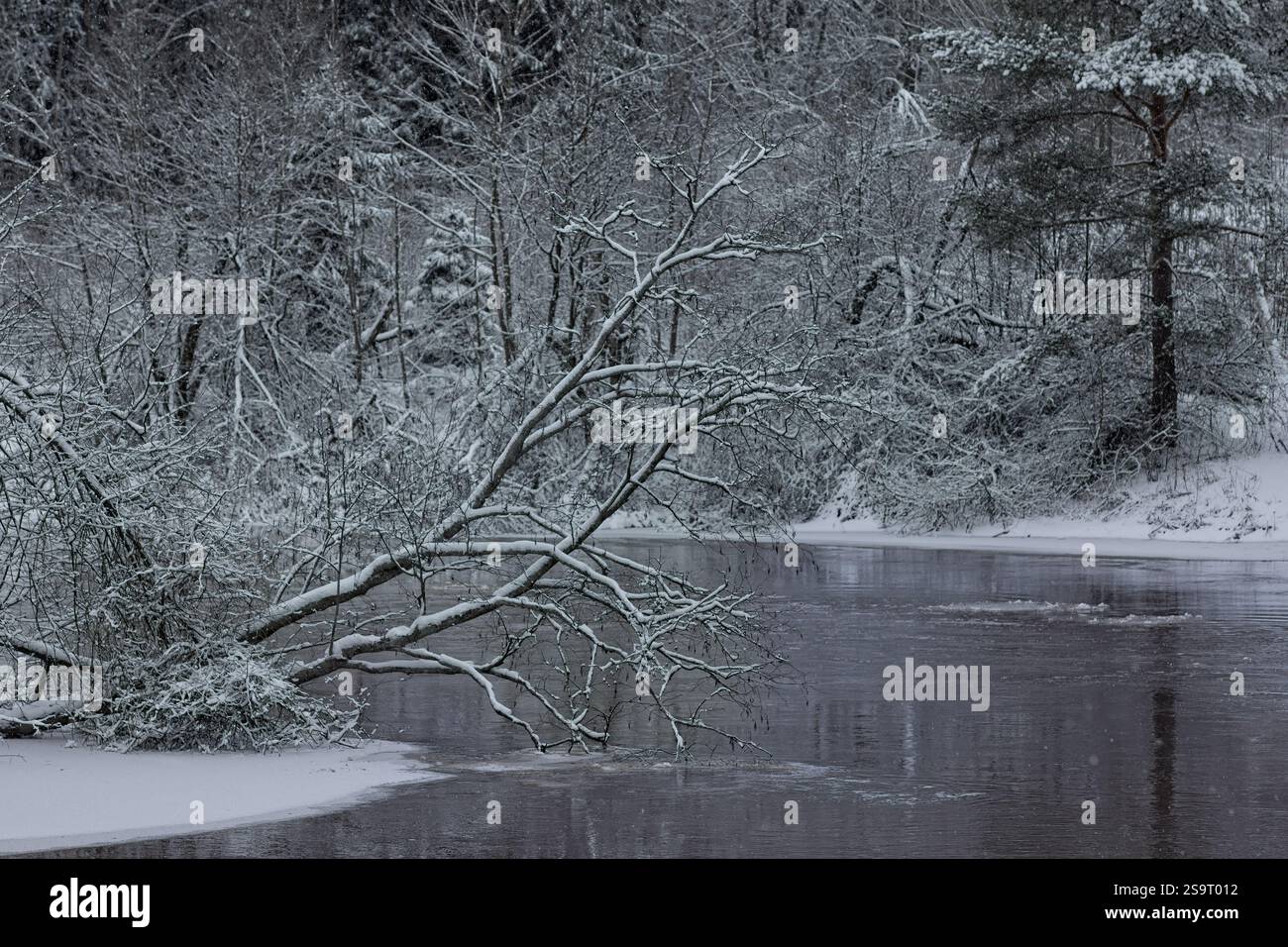 Arbres couverts de neige sur la rive de la rivière Vantaajoki en hiver, Vantaa, Finlande. Banque D'Images