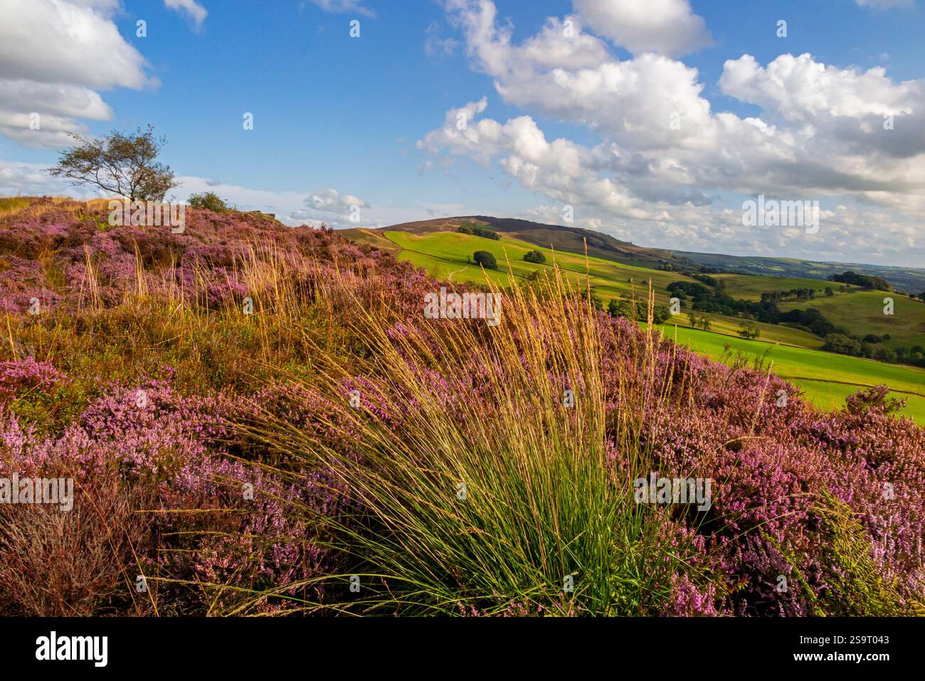 Paysage d'été avec bruyère à Back Forest près des cafards dans la région de Staffordshire Moorlands du parc national de Peak District Angleterre Royaume-Uni. Banque D'Images