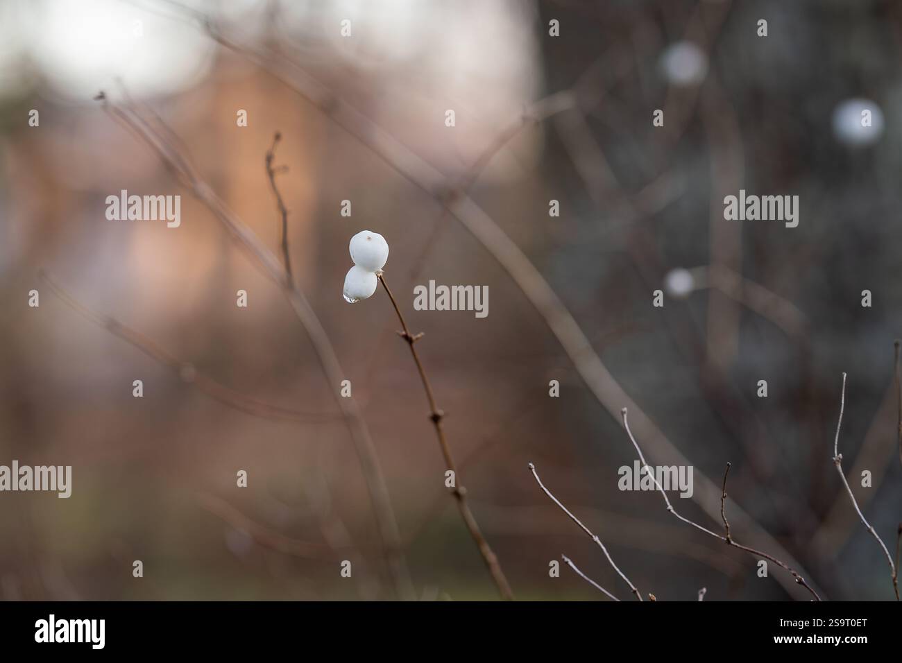 Fruits blancs d'une baie de neige commune (Symphoricarpos albus) accrochés à une branche sur un fond aride flou dans un parc en hiver. Banque D'Images
