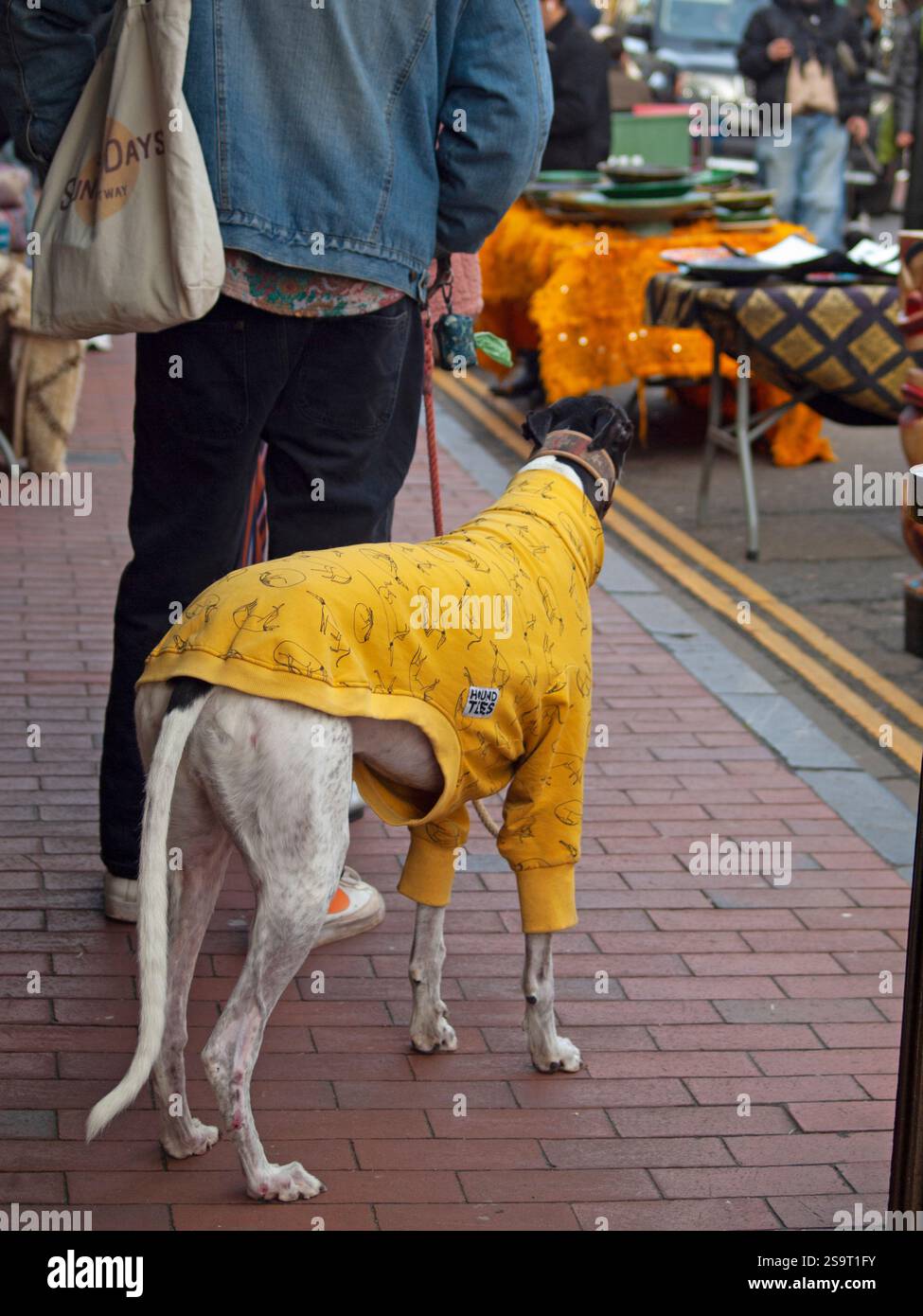 Prendre le chien pour une promenade dans le centre de Brighton Banque D'Images