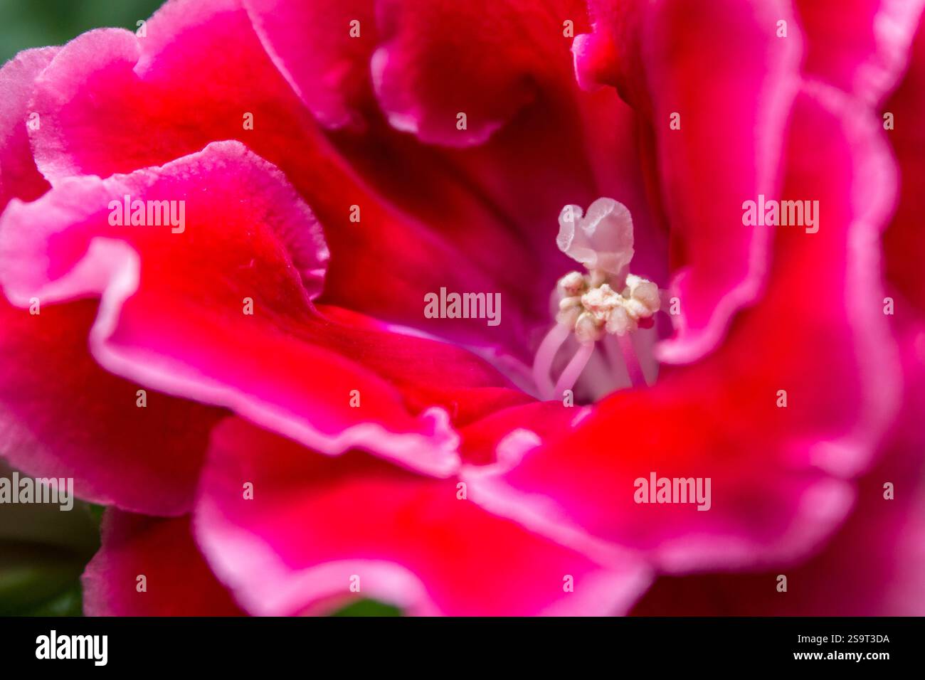 Gros plan sur le stigmate et les étamines d'une fleur de gloxinia rouge. Banque D'Images