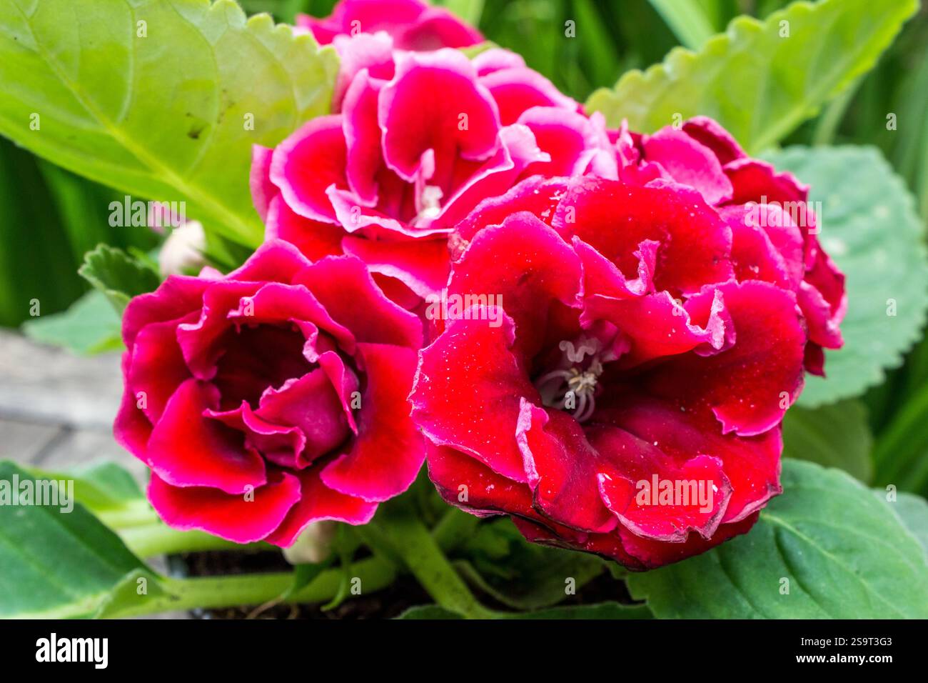 Grandes fleurs rouges vibrantes d'une fleur de gloxinia. Les fleurs rouges de gloxinia symbolisent la passion. Banque D'Images