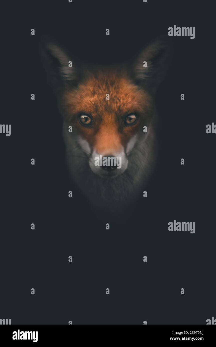 Portrait en gros plan d'un renard roux juvénile (vulpes vulpes), humeur sombre, fond noir mat, espace de copie, vertical Banque D'Images