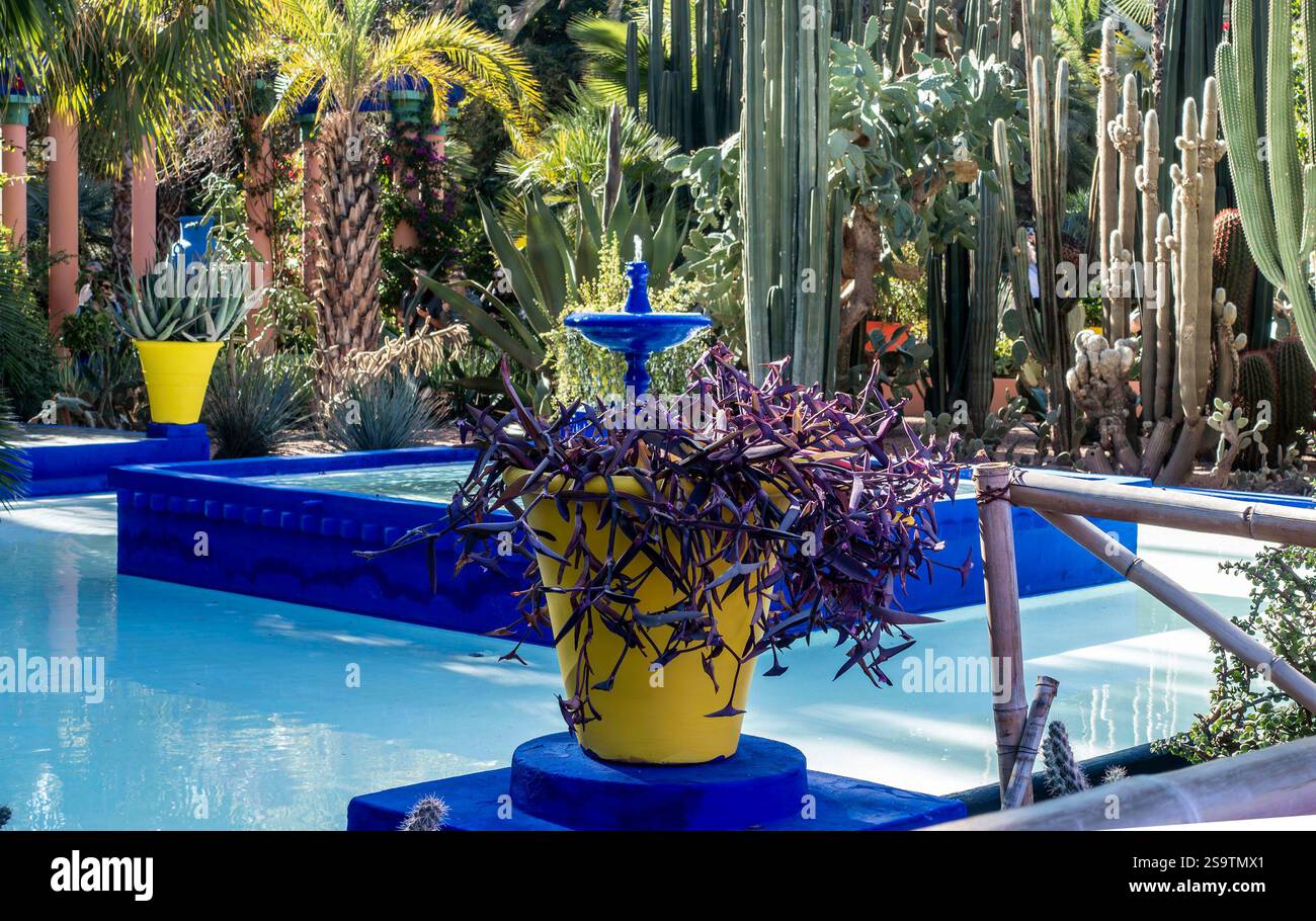 Jardin Majorelle à Marrakech, Maroc, jardins conçus à l'origine par Jacques Majorelle, redessinés par Yves Saint Laurent et Pierre Bergé. Banque D'Images Jardin Majorelle à Marrakech, Maroc, jardins conçus à l'origine par Jacques Majorelle, redessinés par Yves Saint Laurent et Pierre Bergé. Banque D'Images