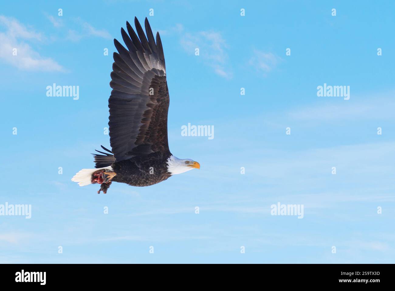 Aigle chauve en vol avec sa proie, Québec, Canada Banque D'Images