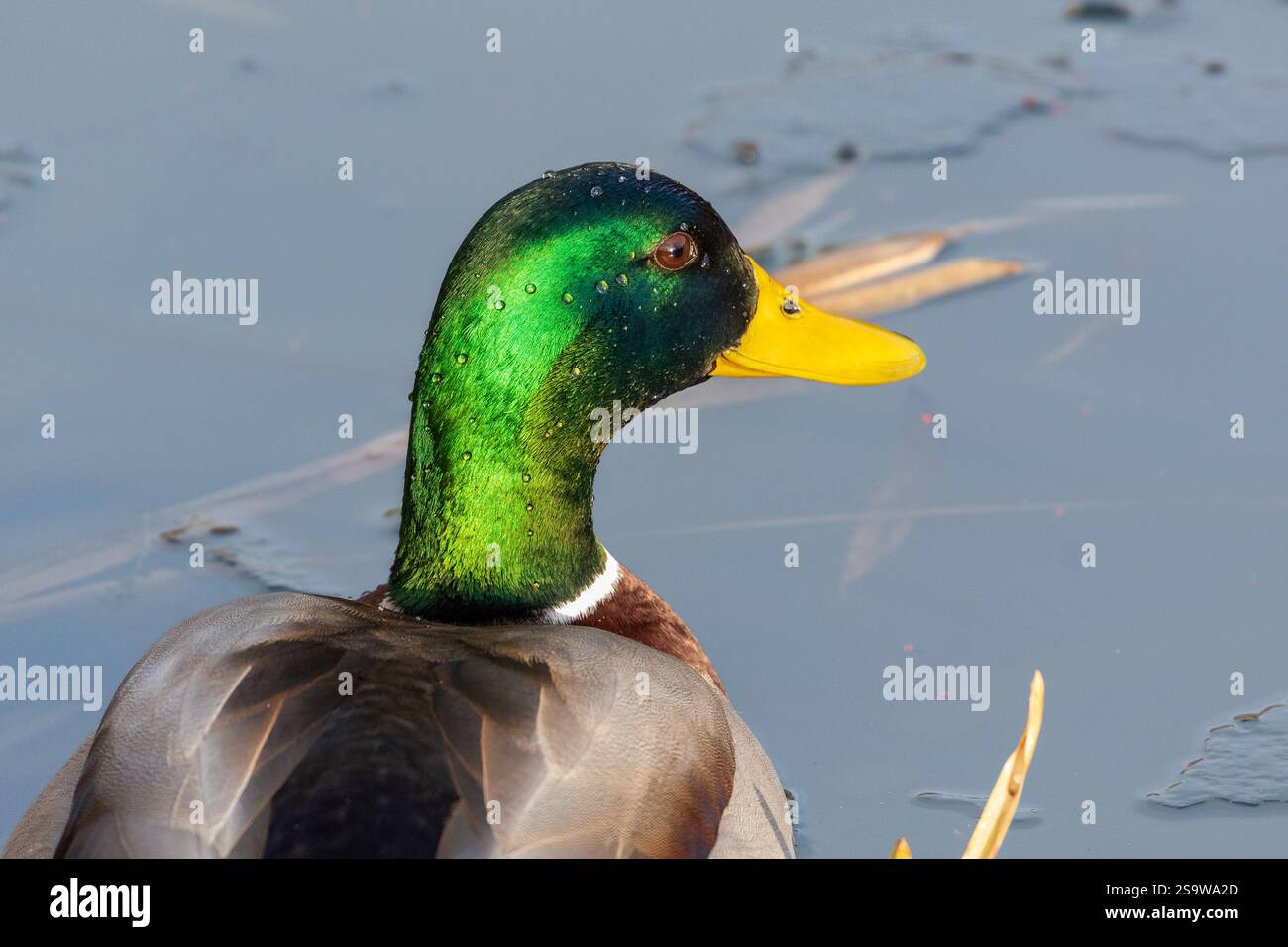Une tête de canard colvert mâle (drake). La tête verte du canard apparaît en plein soleil hivernal. Le « nare » (orifice de respiration) est représenté dans le bec jaune. Banque D'Images