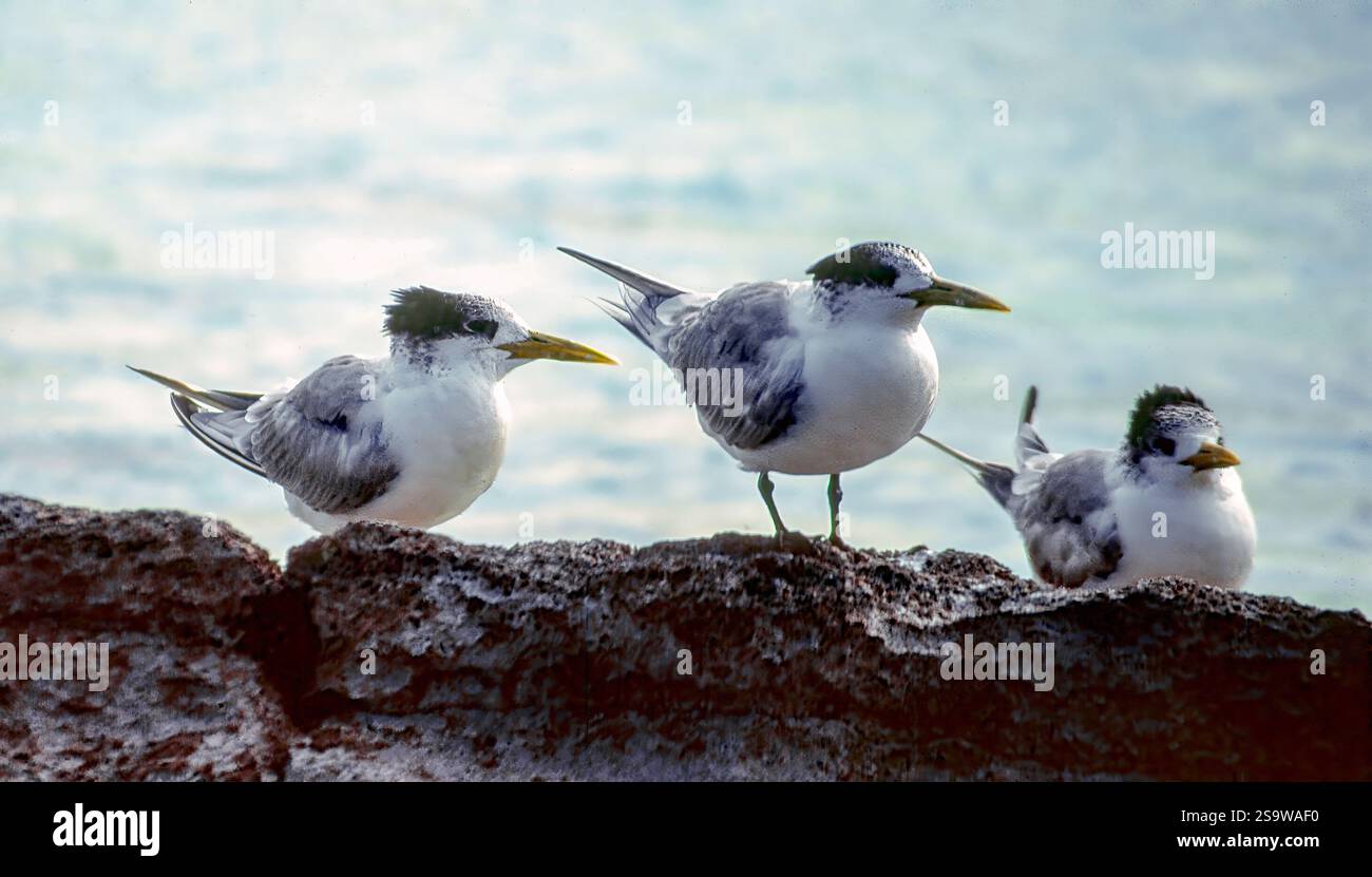 Ternes crêpes (Thalasseus bergii) de l'île Heron, au sud de la Grande barrière de corail, Australie. Banque D'Images