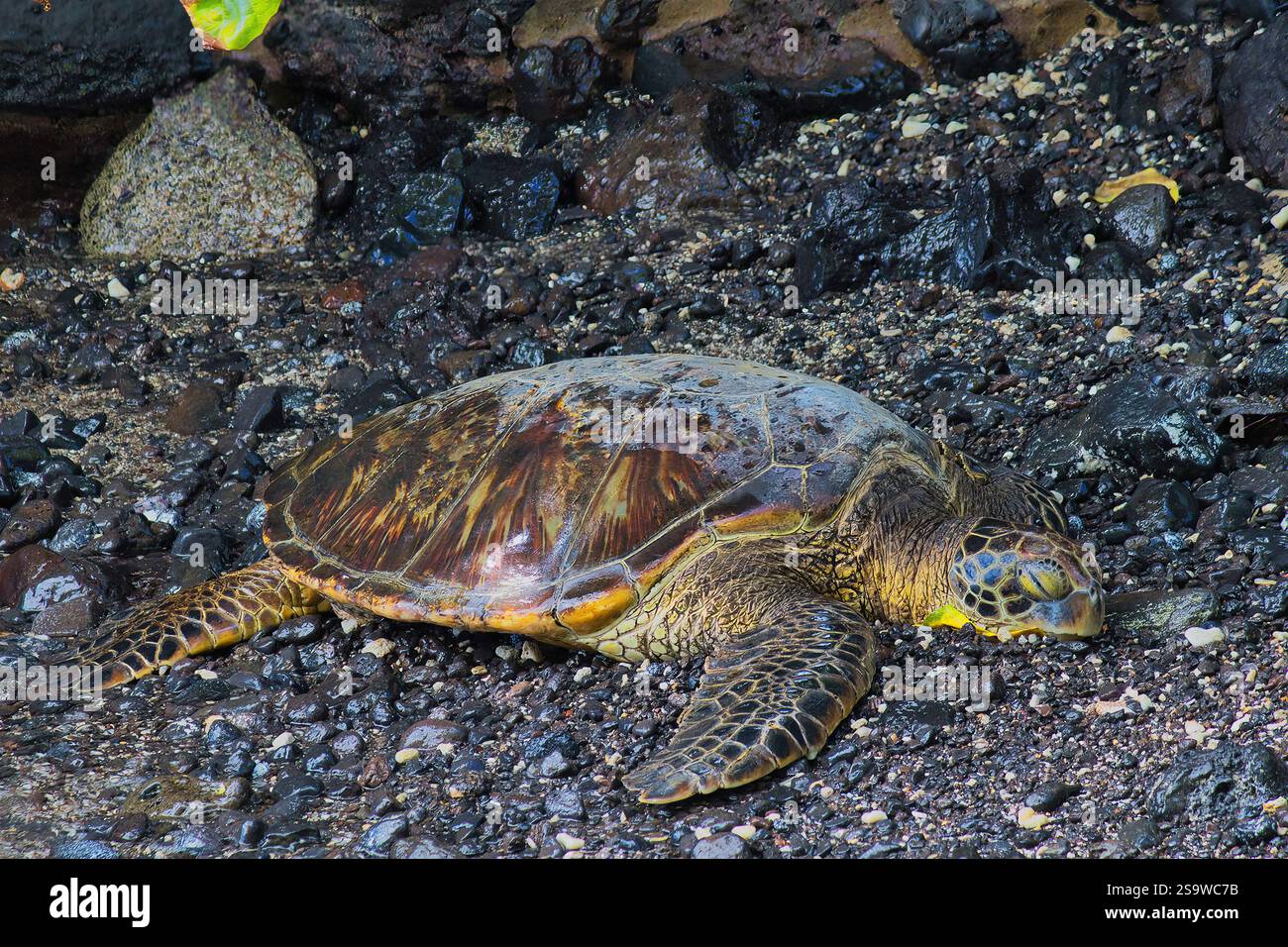 Tortue de mer verte arrivant sur le rivage de maui. Banque D'Images