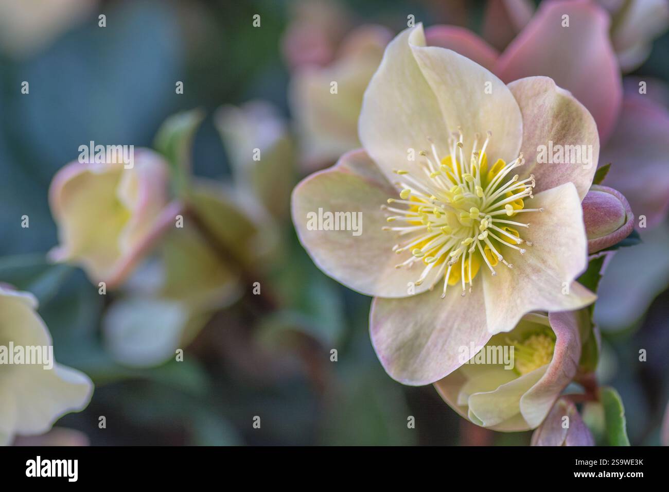 Hellebore Helleborus HGC Cinnamon Snow, janvier, Royaume-Uni. Banque D'Images