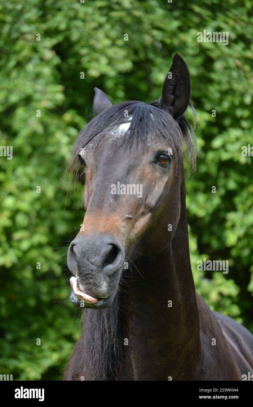 Cheval affamé léchant ses lèvres en prévision d'une friandise, cheval excité pour la nourriture délicieuse Banque D'Images