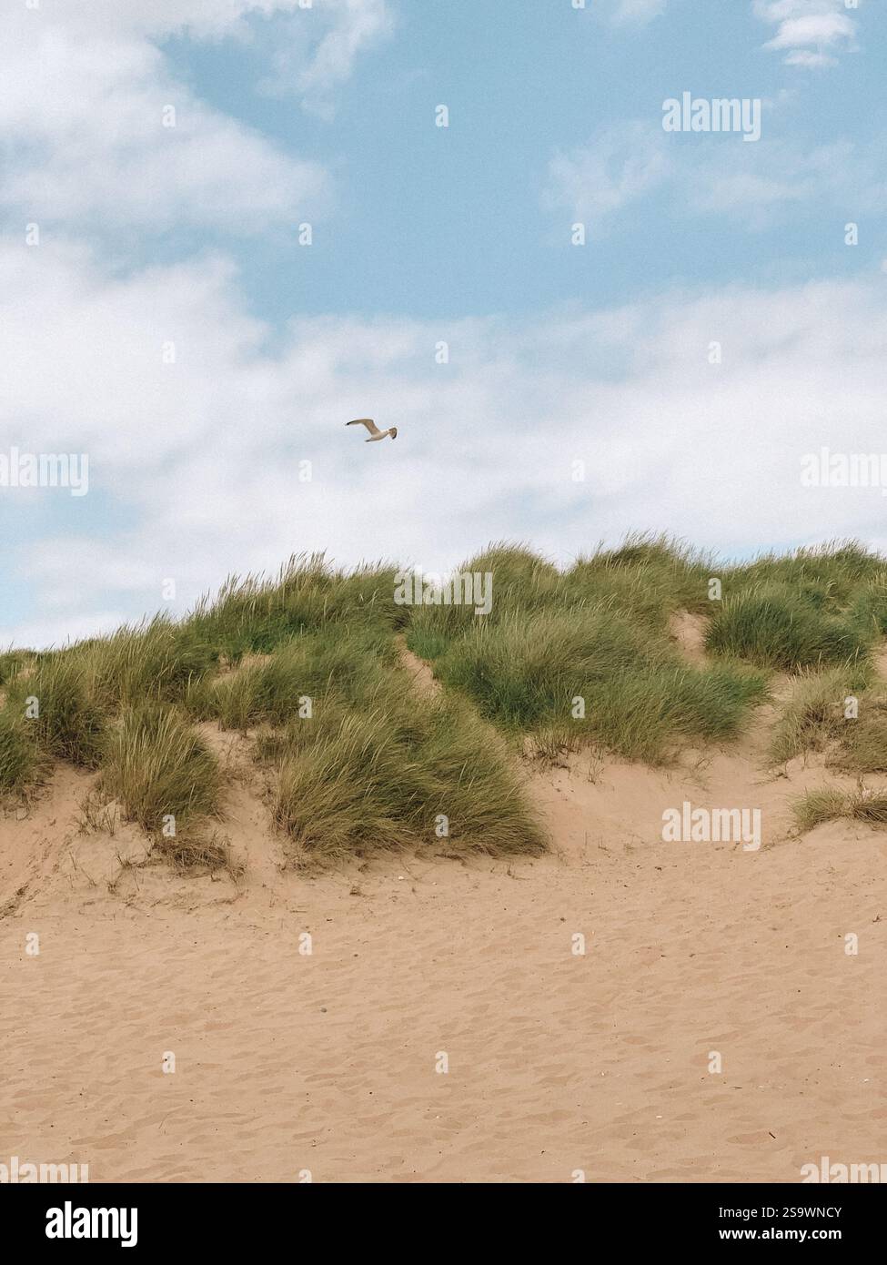 Superbe photographie des vastes dunes de sable de Camber Sands à Rye, en Angleterre, capturée par une journée ensoleillée. Banque D'Images