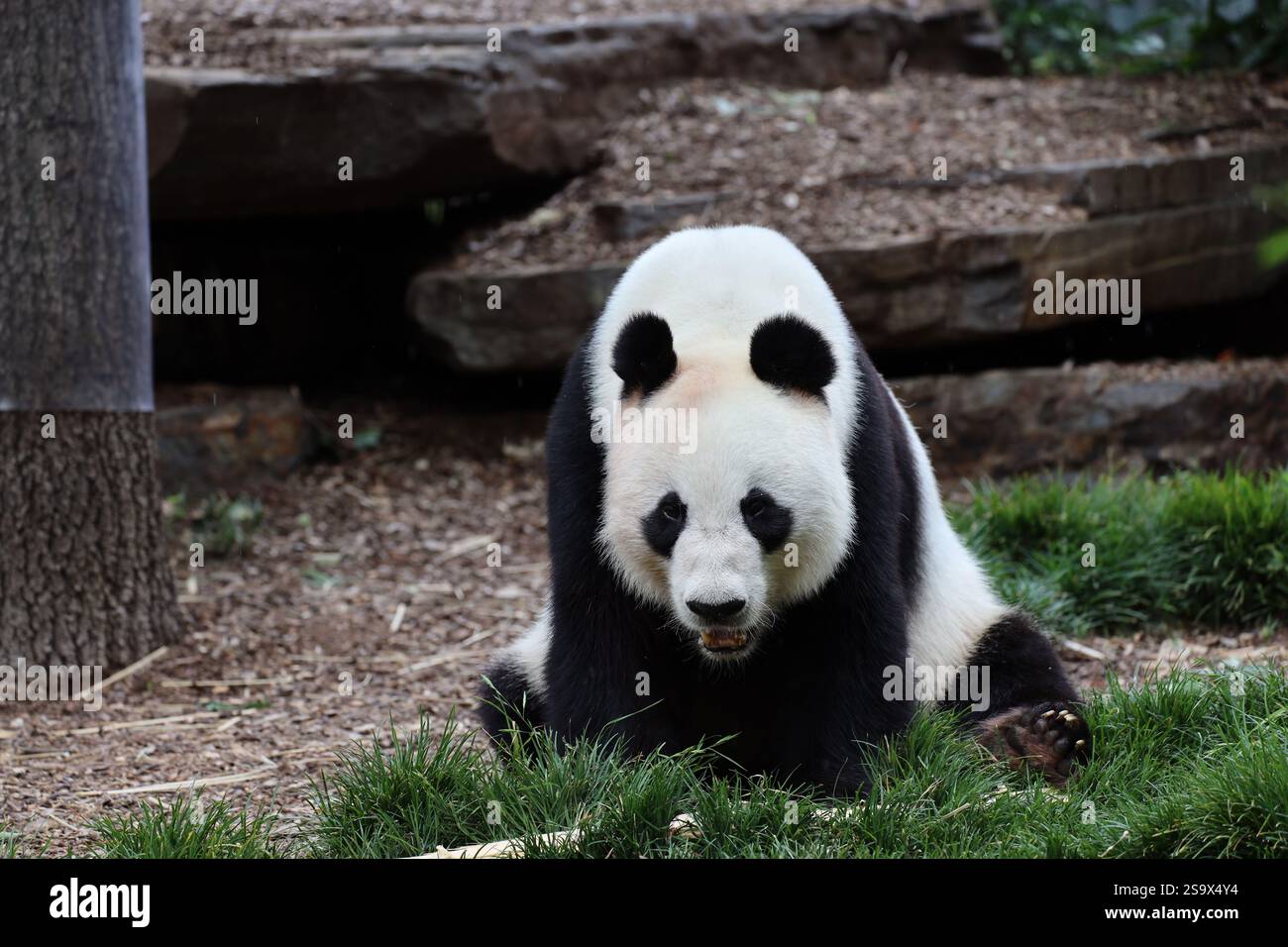 gros plan panda géant assis avec une pousse de bambou et de petits oiseaux devant Banque D'Images
