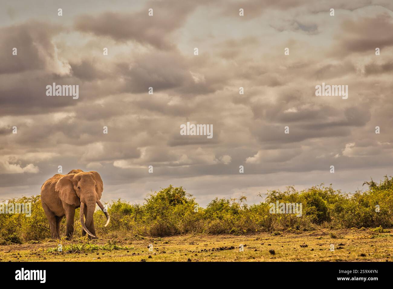 Craig l'éléphant, le plus grand éléphant d'Amboseli, Kenya, Afrique Banque D'Images