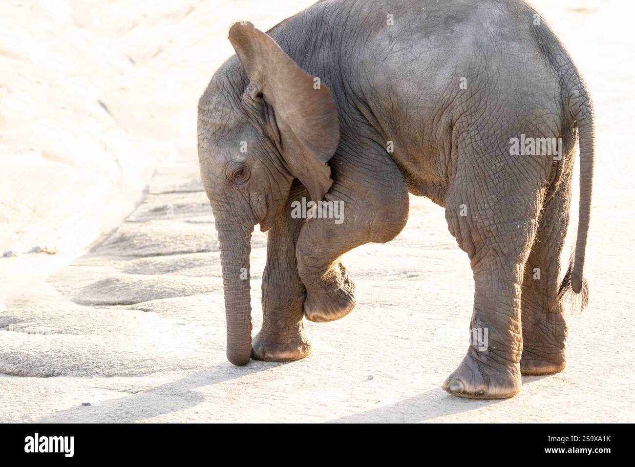 Afrique, Tanzanie, éléphant de brousse africain. Un jeune éléphant explore la route avec son tronc. Banque D'Images