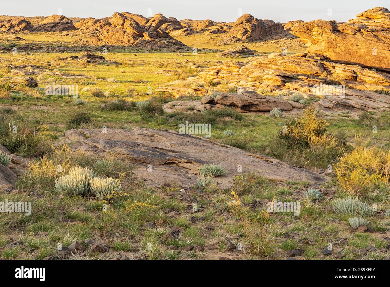 Asie, Mongolie, désert oriental de Gobi. Les herbes et les plantes désertiques ainsi que les formations rocheuses abondent dans le désert oriental de Gobi. Banque D'Images