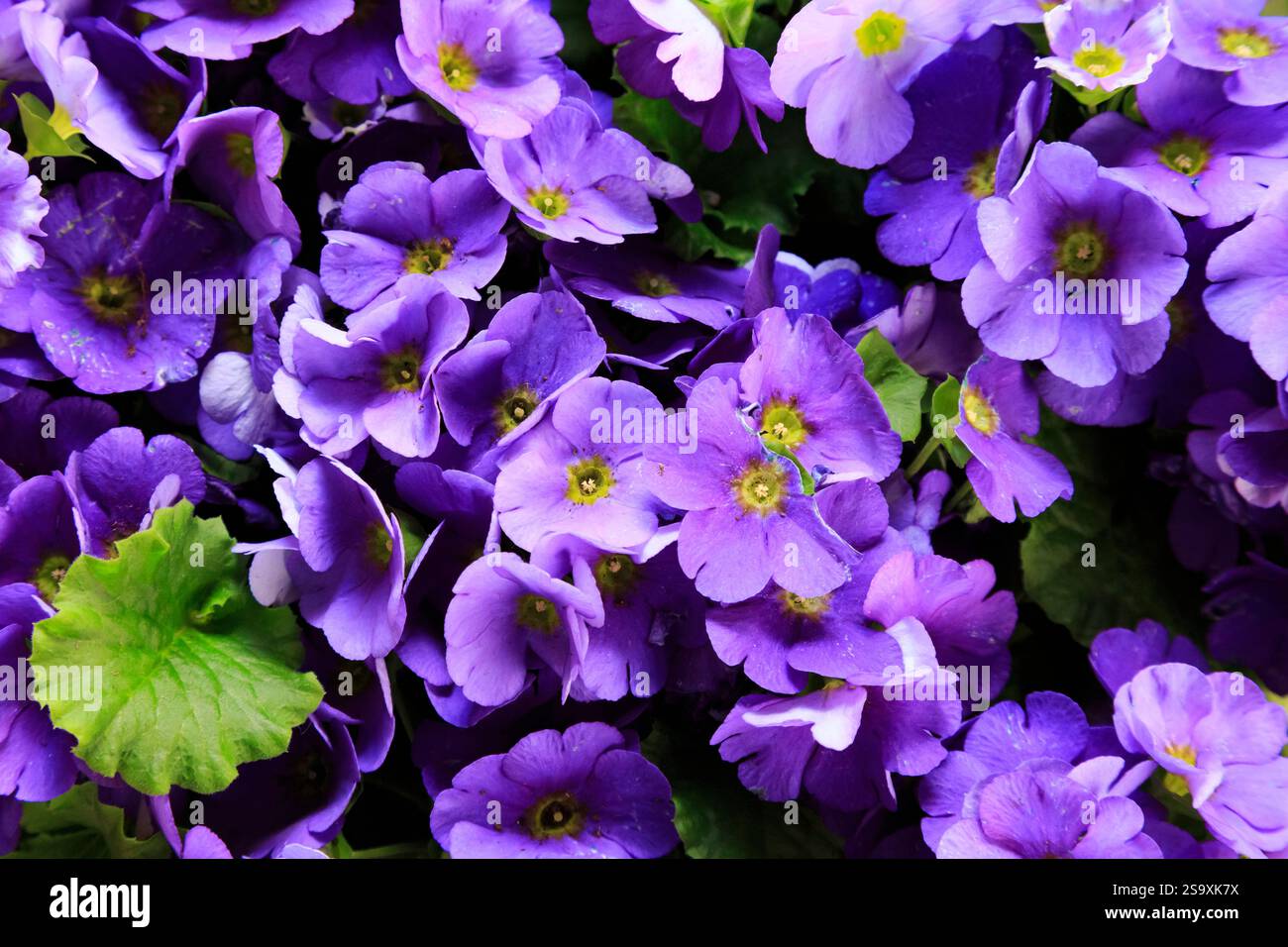Pays-Bas, Flevoland. Gros plan de fleurs violettes. Banque D'Images