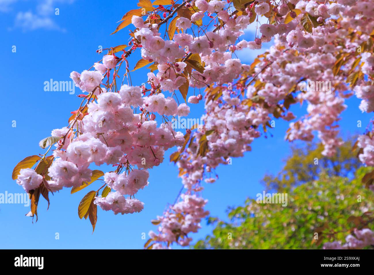 Pays-Bas, cerisier en fleurs. Banque D'Images