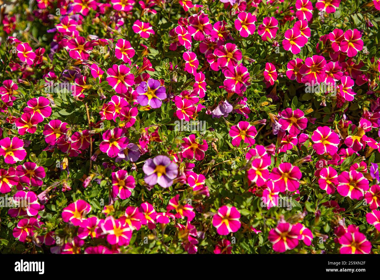 Canada, Terre-Neuve-et-Labrador. Parterre de fleurs dans. John's. Banque D'Images