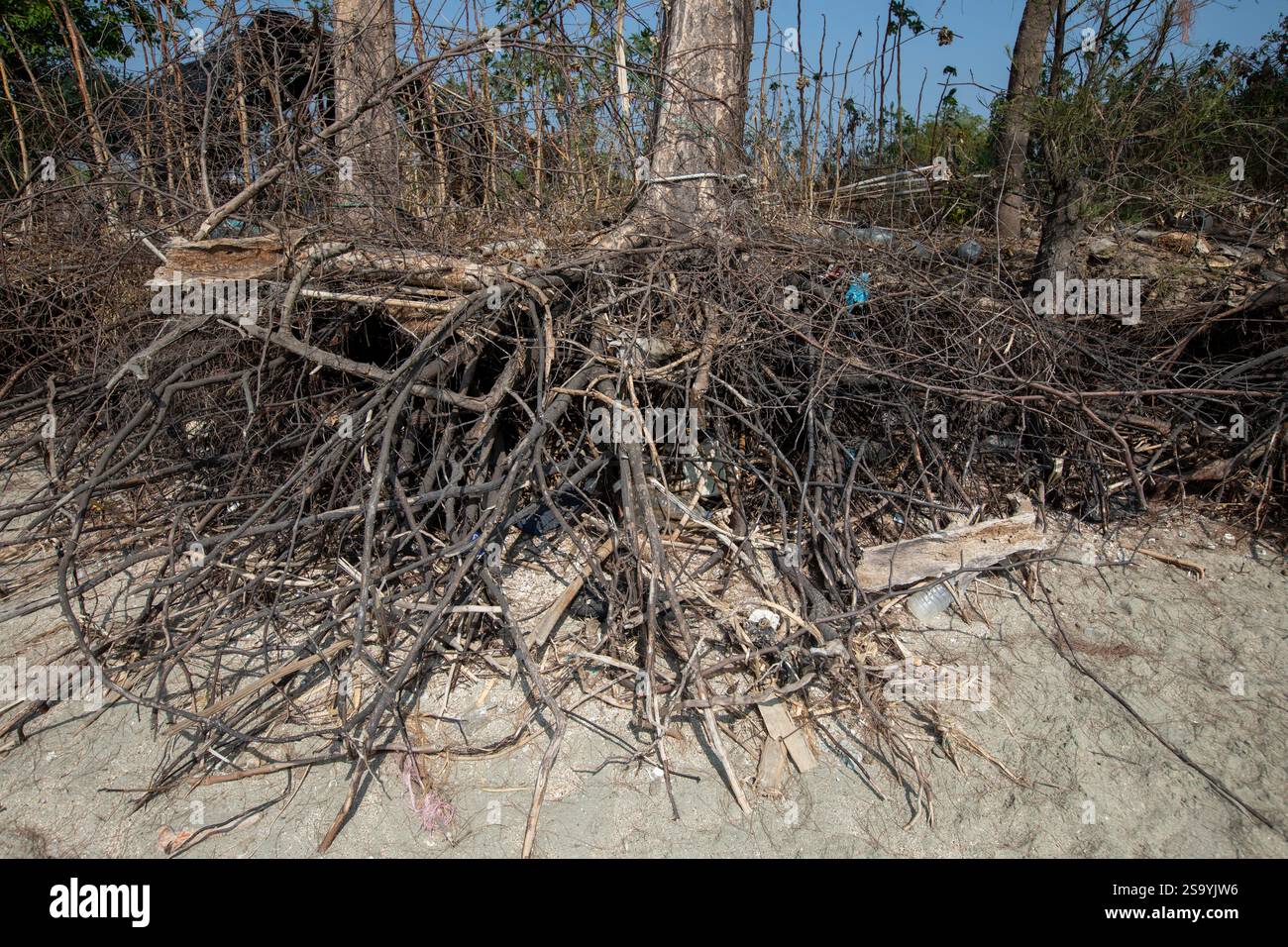 Les raz-de-marée ont érodé le sol à partir des racines des arbres près du rivage à la pointe sud de l'île Saint-Martin, la seule île corallienne de Ban Banque D'Images