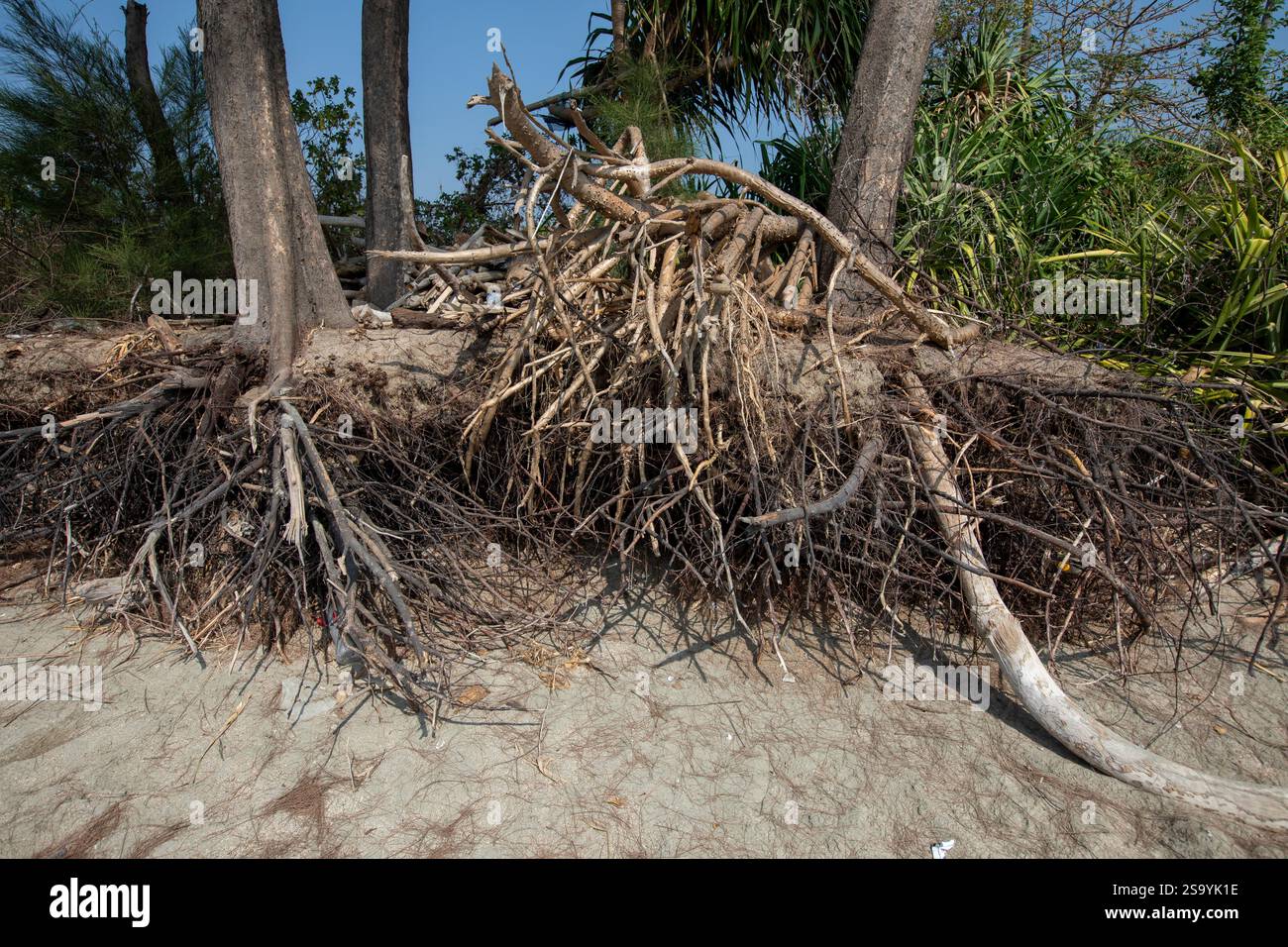 Les raz-de-marée ont érodé le sol à partir des racines des arbres près du rivage à la pointe sud de l'île Saint-Martin, la seule île corallienne de Ban Banque D'Images