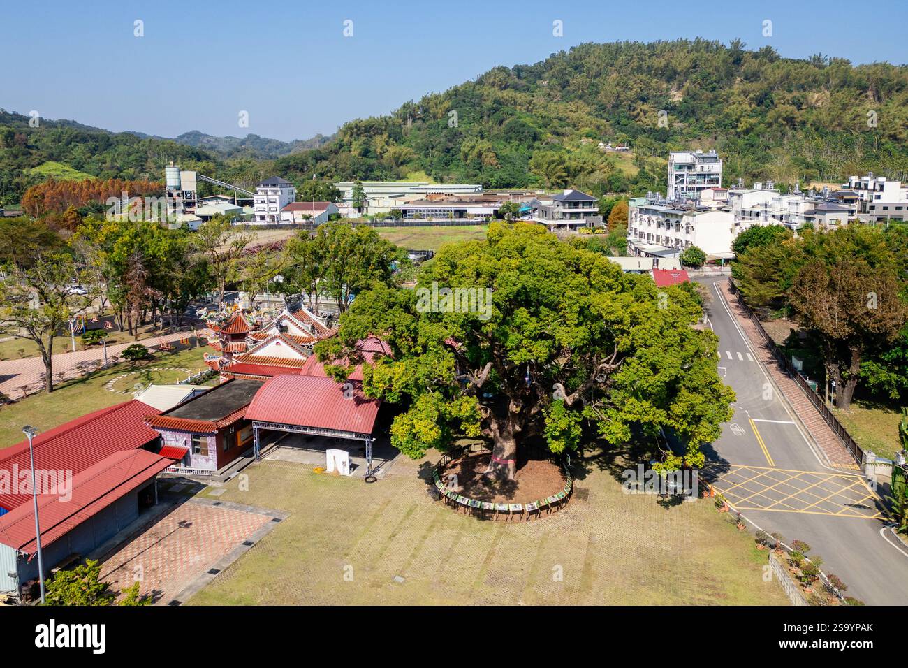 Énorme camphre situé dans le canton de Jiji dans le comté de Nantou, Taiwan Banque D'Images