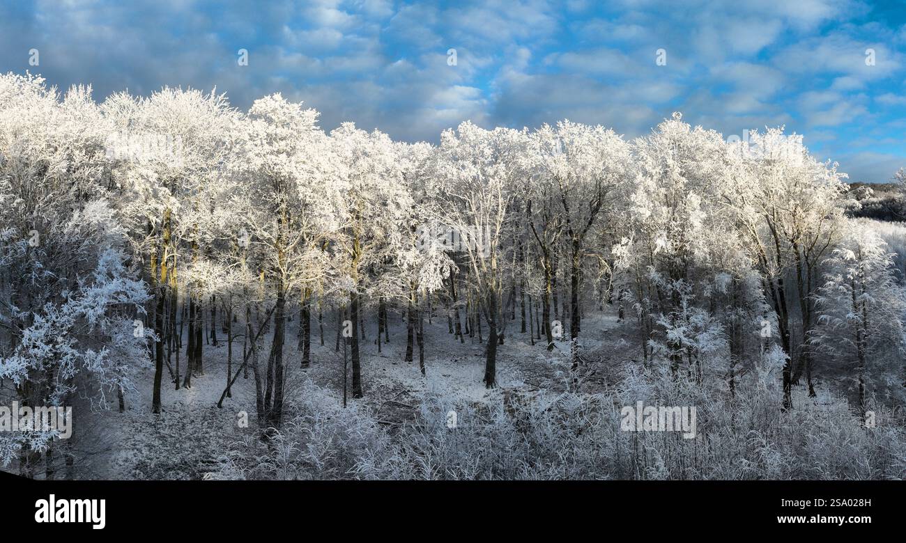 Panorama hiver paysage avec des arbres couverts de forêts, la neige et le lever du soleil. winterly matin d'un jour nouveau. violet paysage d'hiver avec le coucher du soleil, vue panoramique v Banque D'Images