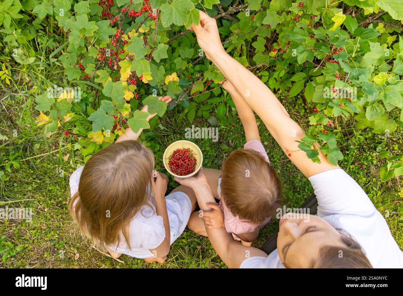 Une mère et ses deux filles travaillent ensemble pour cueillir des groseilles rouges mûres dans des buissons dans un jardin ensoleillé, profitant d'une activité familiale amusante et éducative Banque D'Images
