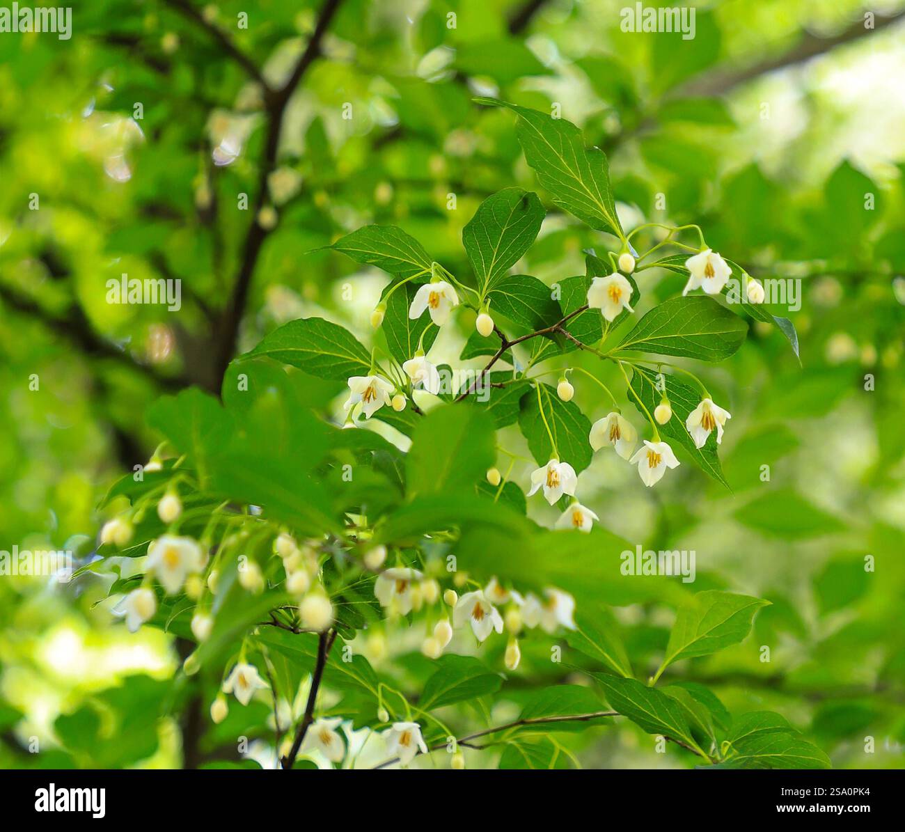 Masses de fleurs légèrement parfumées en forme de cloche de Styrax japonicus également connu sous le nom de cloche à neige japonaise, un arbre à feuilles caduques ou un grand arbuste. Banque D'Images