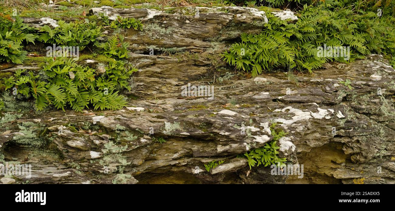 Coin mystérieux de la nature, roche humide couverte de mousse et de fougères. Pierre naturelle et mousse verte, feuilles de fougères. Banque D'Images